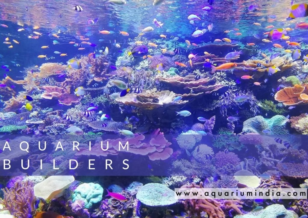 710 Aquarium Design Chennai Terbaik